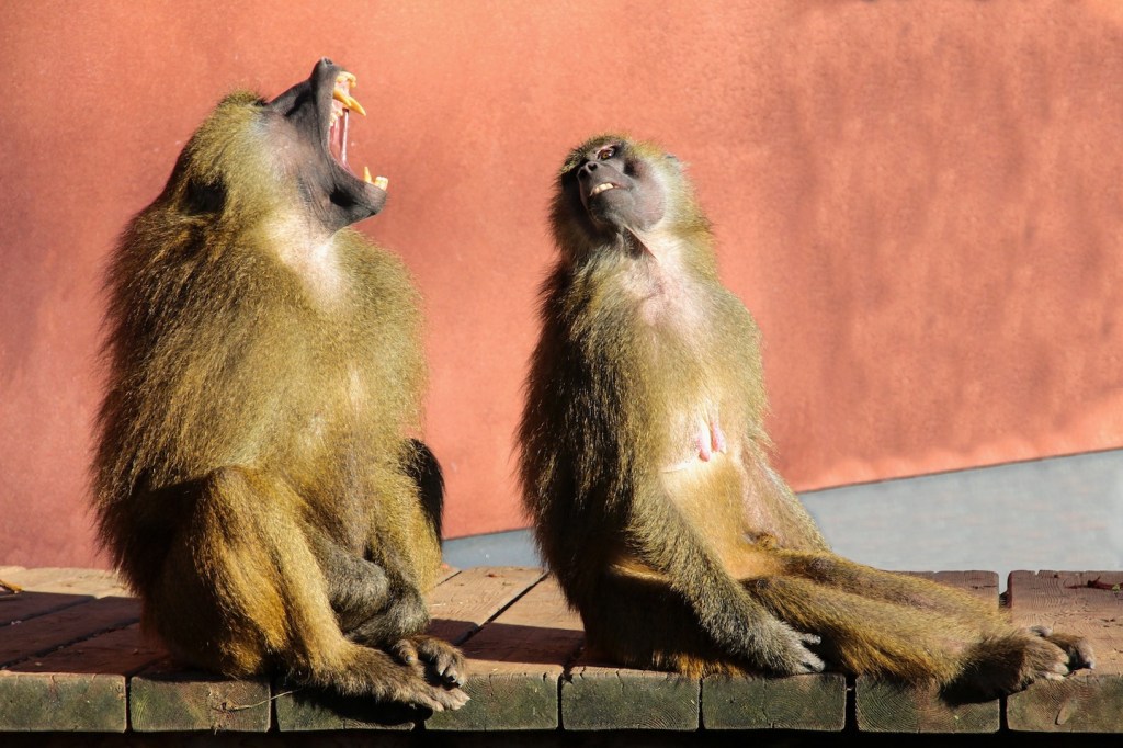 baboons