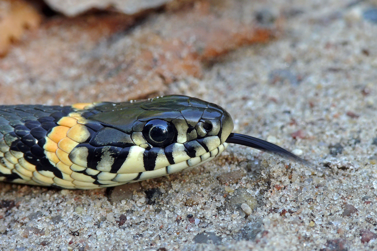 1583272077274-1599px-The_Grass_Snake_-_Natrix_natrix