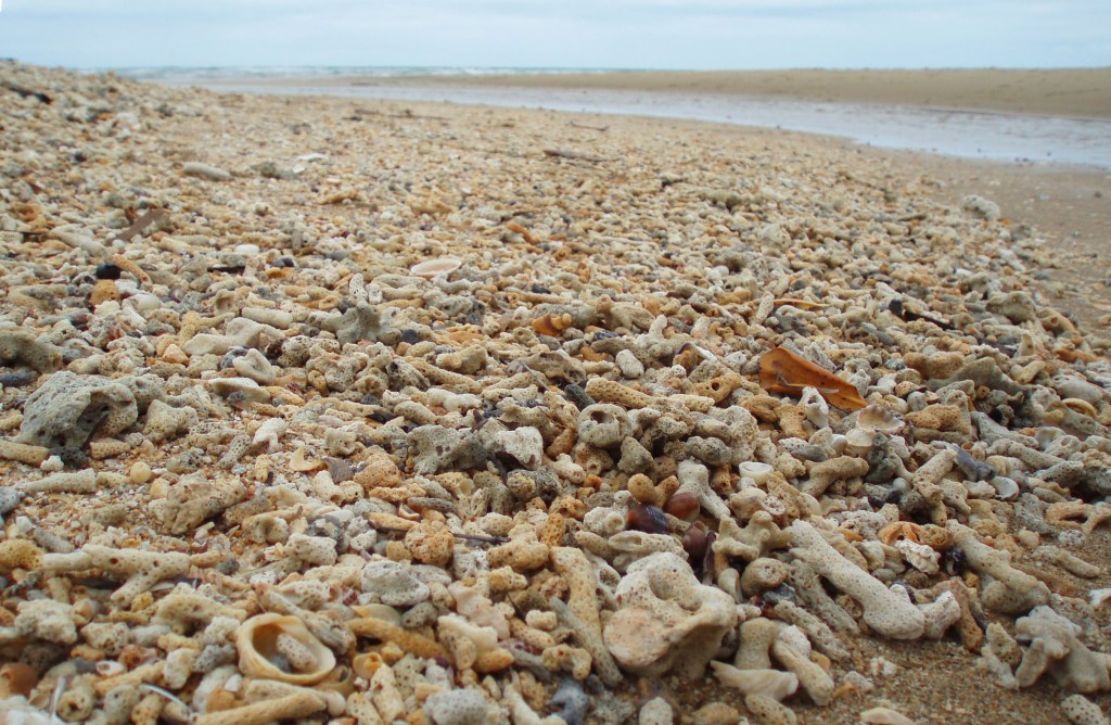 The Great Barrier Reef Is Heading for a Mass Die-Off of Unprecedented Scale