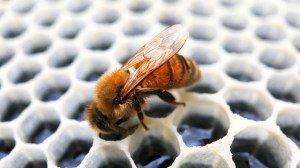 Honey bee on empty honey comb