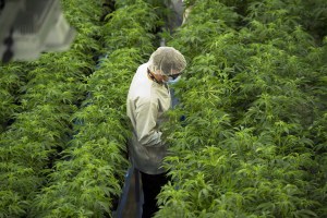 Canopy Growth, the world's biggest cannabis company's 500 layoffs are a sign of trouble to come