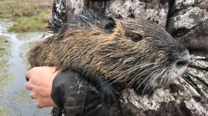 Hewan pengerat Nutria paling dicari di Louisiana, Amerika Serikat