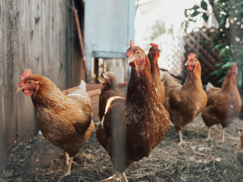 Indian Poultry Farmers Are Killing Chickens Over Fake News That They Cause Coronavirus