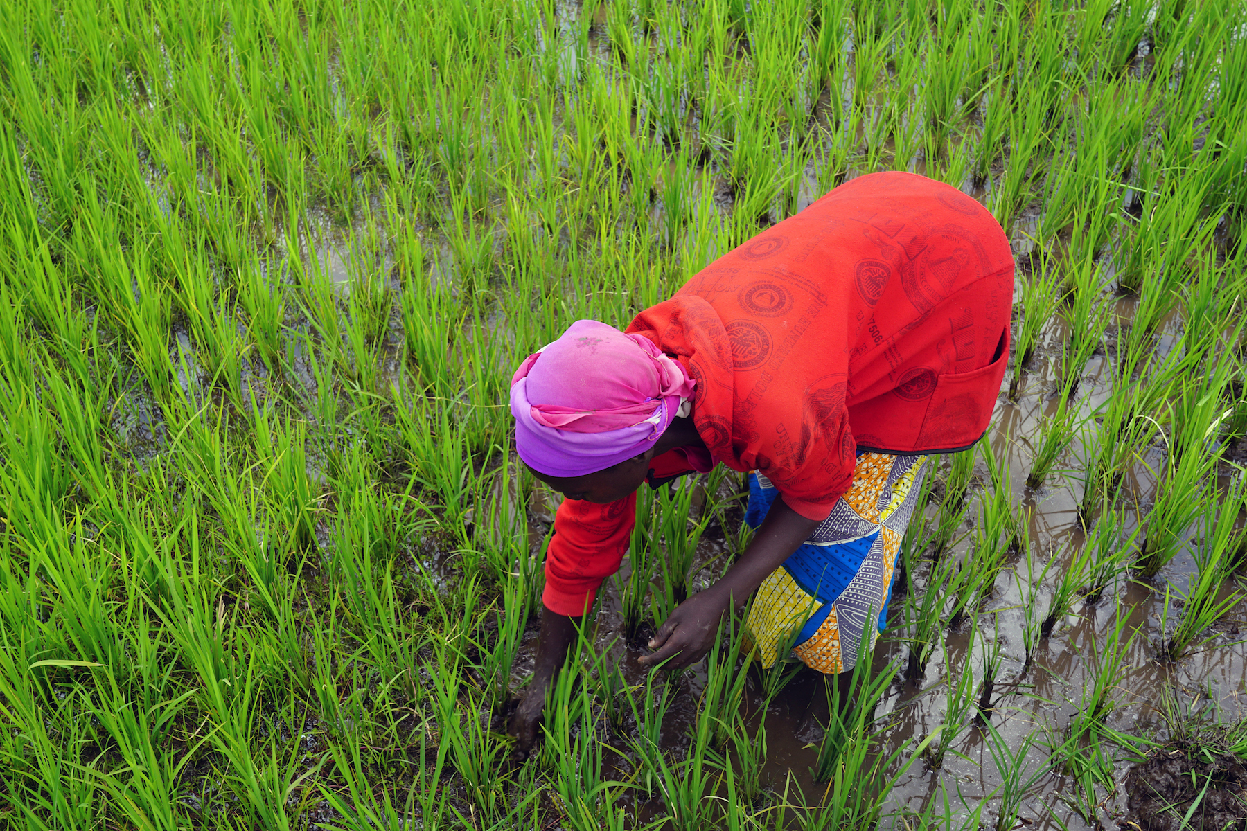 Nyirabashyitsi Esperance removes weeds from the rice paddy by hand.