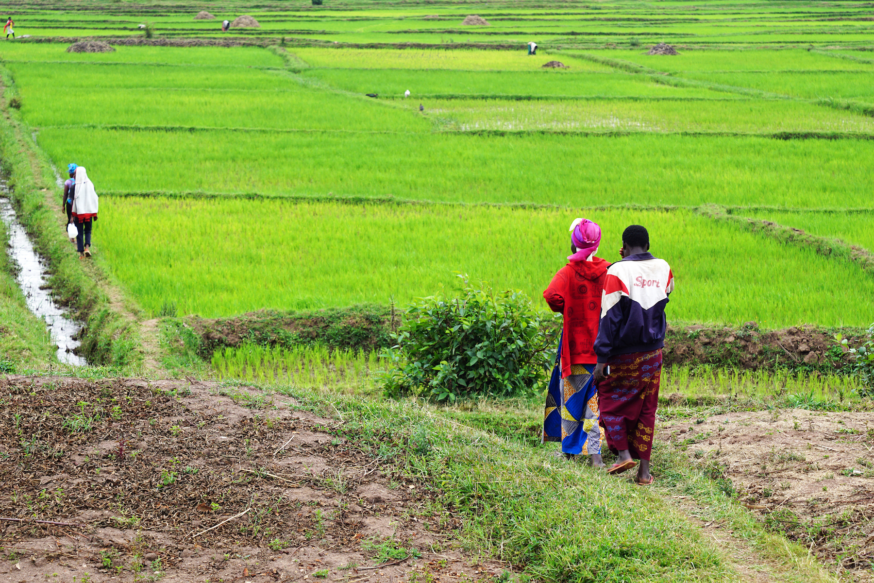 Nyirabashyitsi Esperance walking onto the rice fields of the Muhanga District rice cooperative. Photo: Patricia Guerra/VICE News.