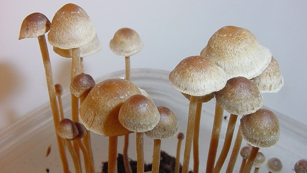 Ilmuwan Berusaha Bikin Magic Mushroom Enak yang Tidak Bikin Kalian Parno