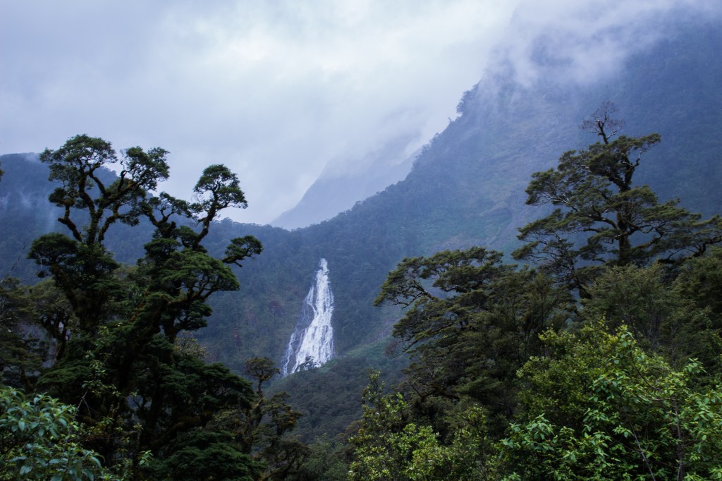 ​Modern rainforest. Image: Samuel Butler/ EyeEm