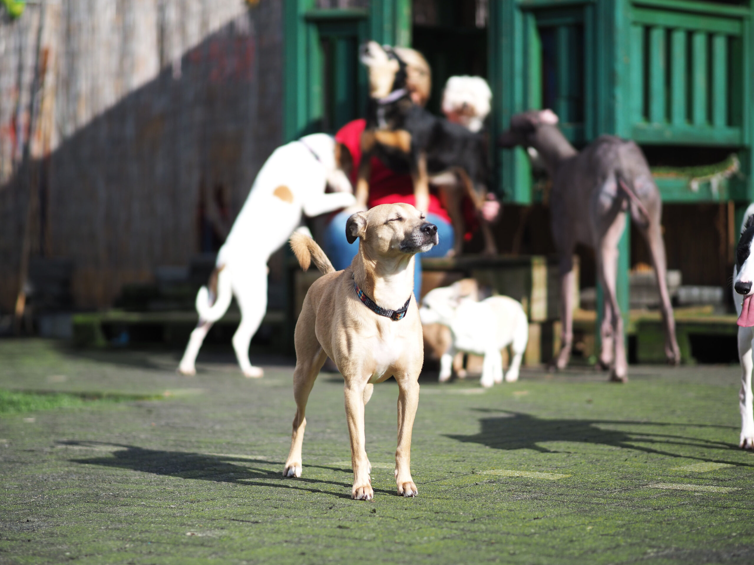 Hondjes van Suus. Foto door Gwen van der Zwan.