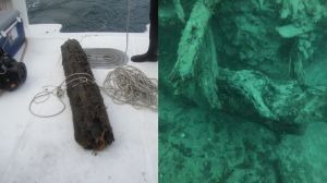 Logs from the cypress forest. Image: Brian Helmuth (left), Francis Choi (right)​