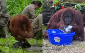 Orang utan sedang mencuci tangan