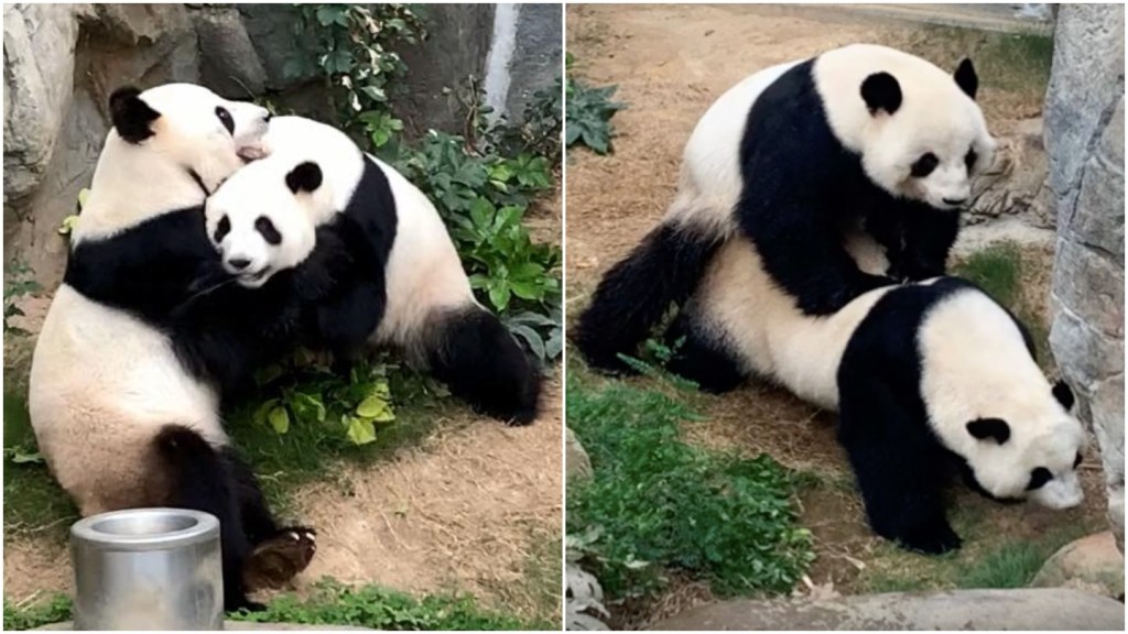 pandas having sex