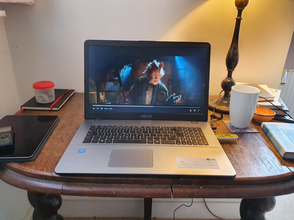 Watching Cats on a laptop