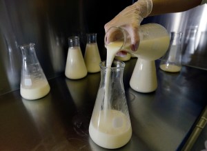 In this photo taken Thursday, Aug. 16, 2012, Kelly Fischl, a lab technician at the Mothers' Milk Bank of New England in Newtonville, Mass., pours donated breast milk into another flask to prepare for pasteurization. (AP Photo/Elise Amendola)​