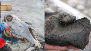 ​A skull and mitten from Lendbreen. Image: Espen Finstand/SecretsOfTheIce.com