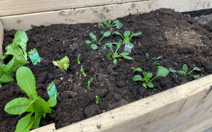 Plant seedlings in a DIY raised garden bed.