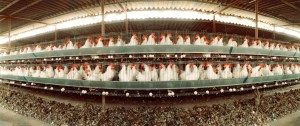 crowded chickens in farm