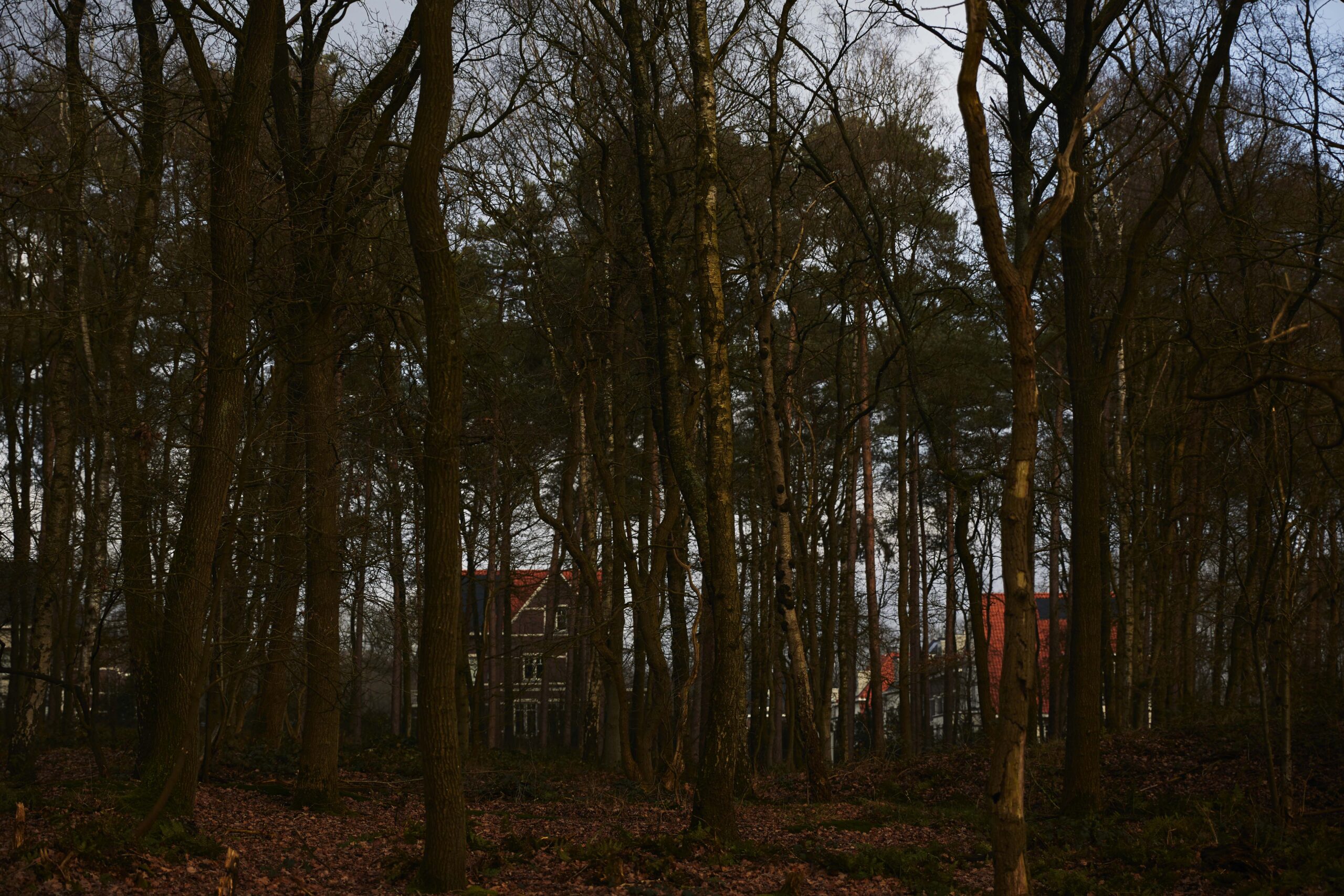 Der Wald um das Durchgangslager Amersfoort