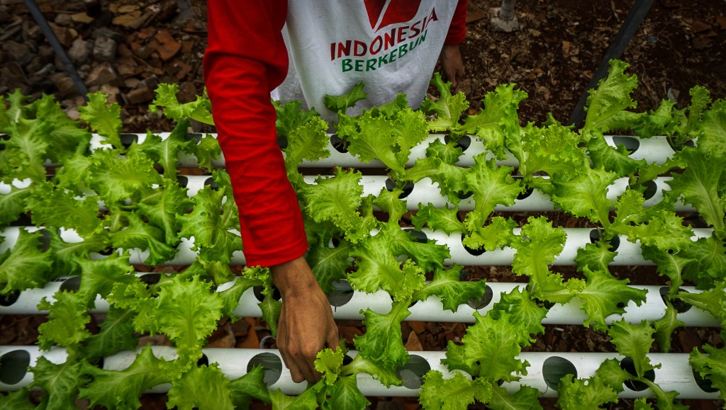 Teknik Urban Farming Komunitas Indonesia Berkebun