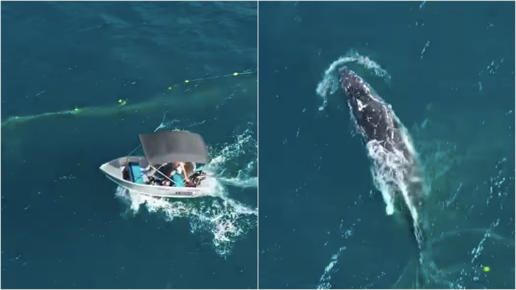 whale in shark net