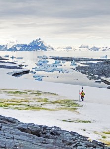 antarctica, green snow, climate change, global warming, environment