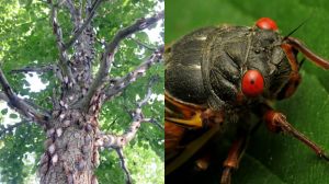 Left image: Flickr/Woodyleywonderworks. Right image: Flickr/Katja Schultz  ​