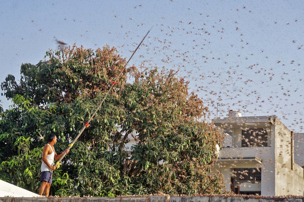 Someone Set up a DJ Booth in a Field to Fight the Locusts