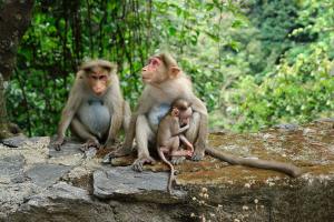 A Bunch of Monkeys Just Stole Some Blood Tests in Meerut