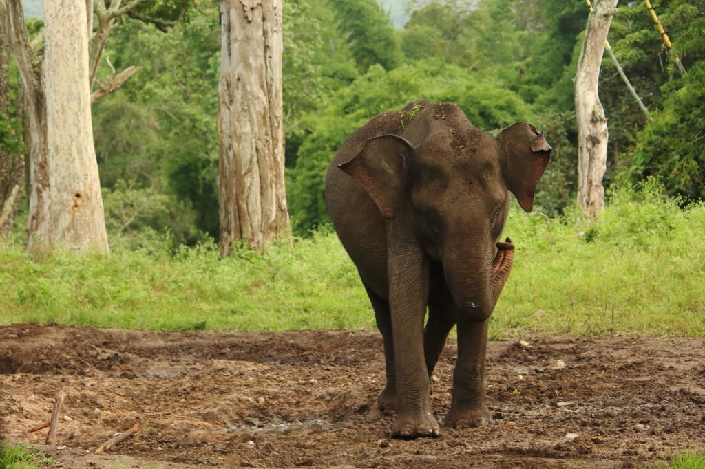 Upset About the Elephant Who Died From Eating Firecrackers? It Probably Wasn’t the First