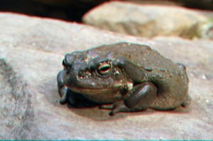 racun katak memicu halusinasi