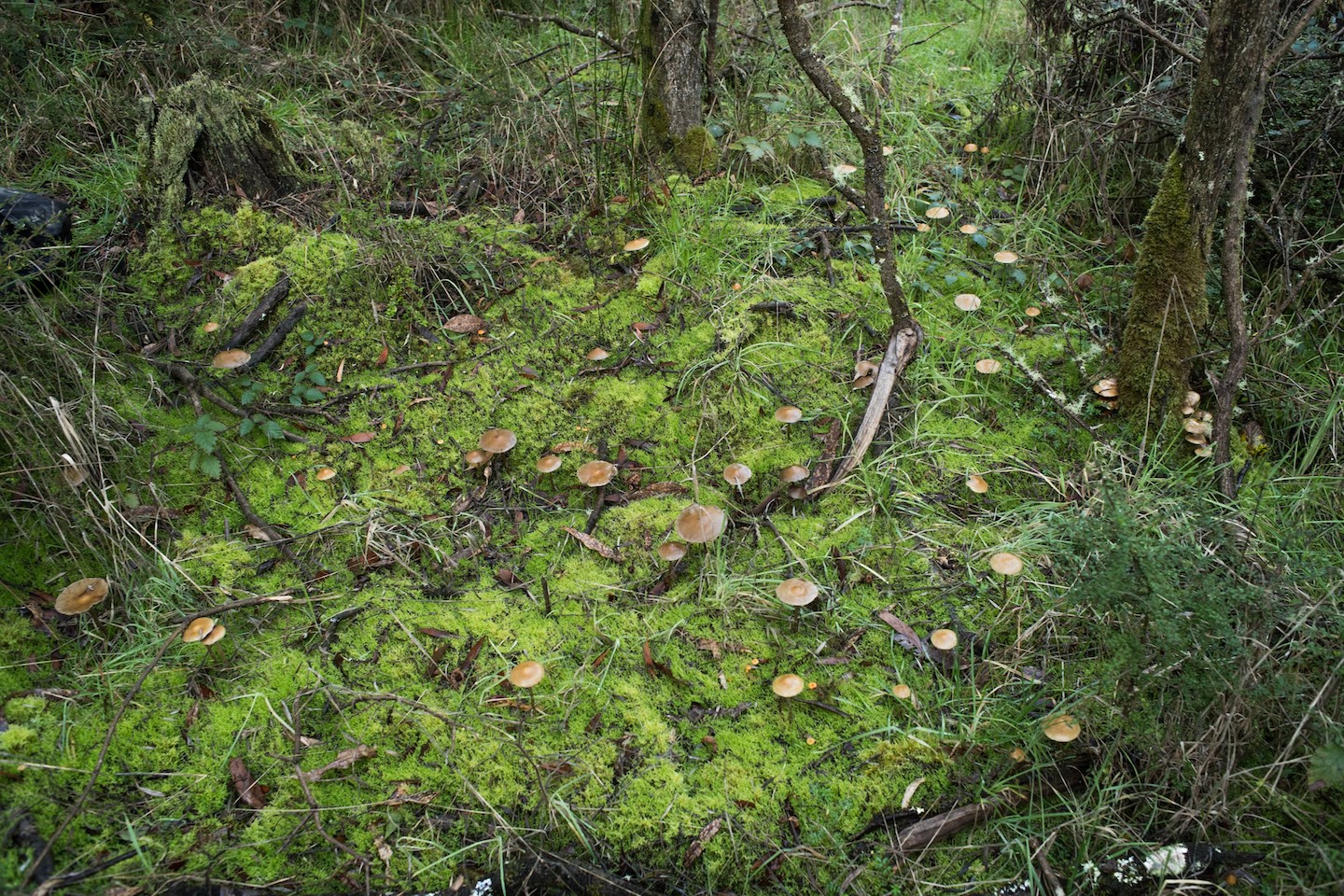 wood lovers mushrooms