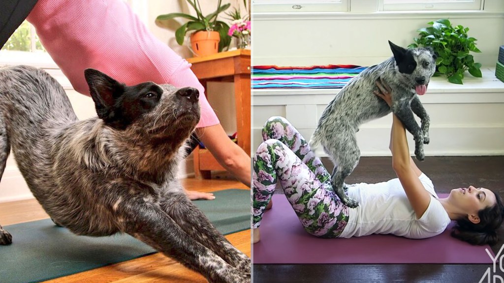 How to Exercise With a Benji Dog?: Unleash Fun & Fitness!