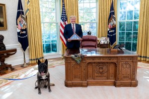 A dog and Donald Trump in the Oval Office