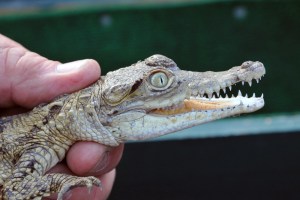 baby crocodile