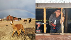 Een alpaca op de farm en iemand met gereedschap