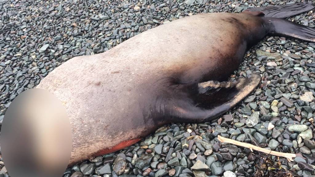 One woman has found five headless marine animals on the rocky coast of Vancouver Island.