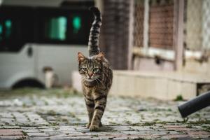 kucing di Jepang berjasa selamatkan lansia terjatuh dalam kanal