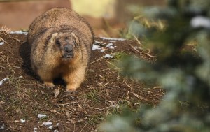 Marmot di balik kandang Kebun Binatang Moskow, Rusia. Nina Zotina / Sputnik via AP