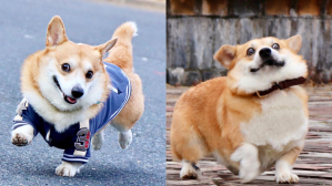 anjing corgi Gen