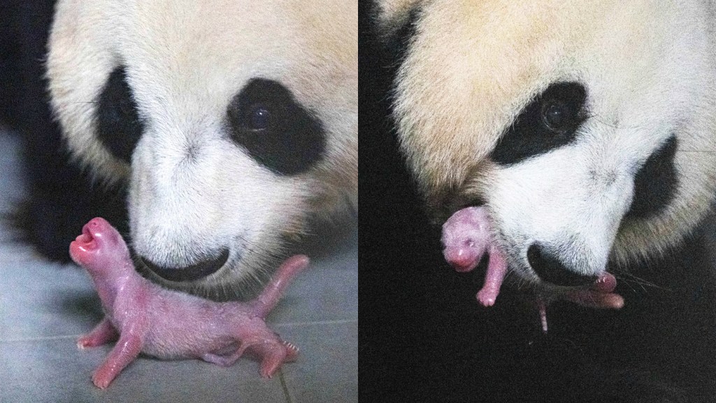 Just Some Photos of the First Giant Panda Born in South Korea