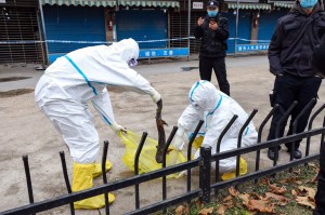 Dua petugas berpakaian APD menangkap salamander raksasa yang kabur dari Pasar Ikan Huanan di Wuhan, Provinsi Hubei, pada 27 Januari 2020. (Chinatopix via AP)