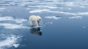 Ein Eisbär steht allein auf einer Scholle in der Arktis, durch den Klimawandel verschwindet sein Lebensraum