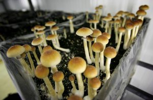 psilocybin mushrooms