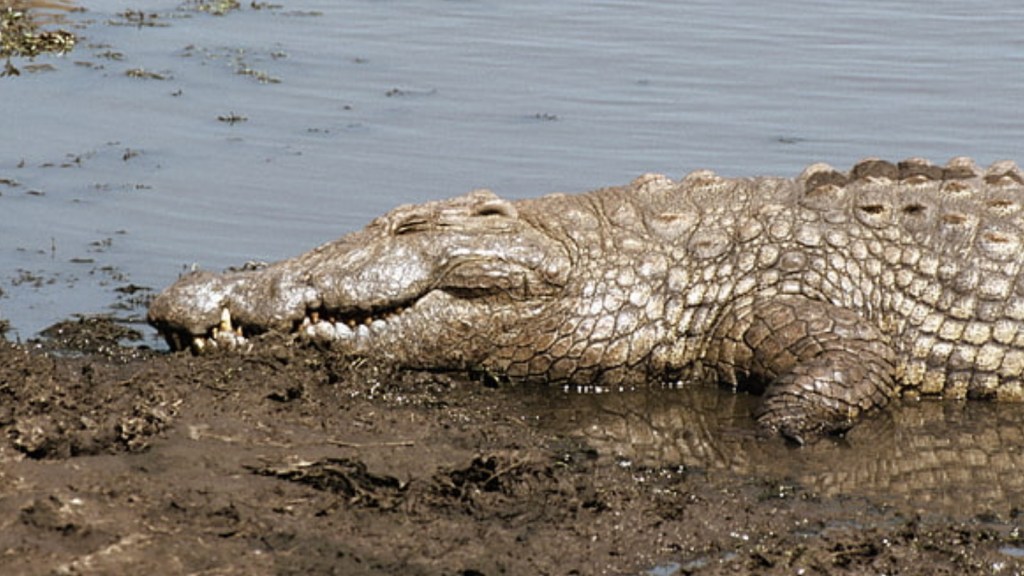 Buaya Tertua di Dunia Meninggal di Penangkaran Australia Usianya hampir 100 tahun