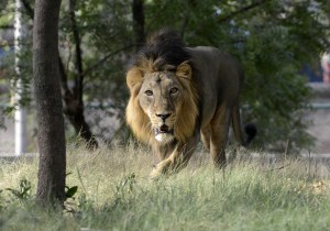 Narendra Modi’s Home State’s Pride May Be Putting the Last Wild Prides of Asiatic Lions at Risk