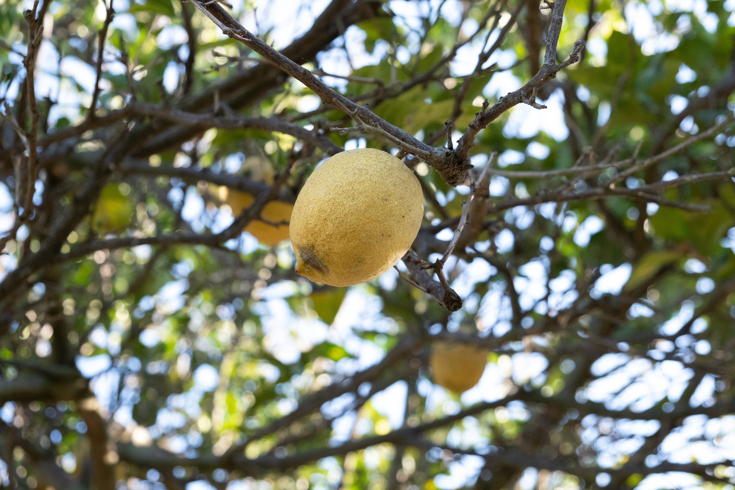 Limoni-Di-Procida.jpg