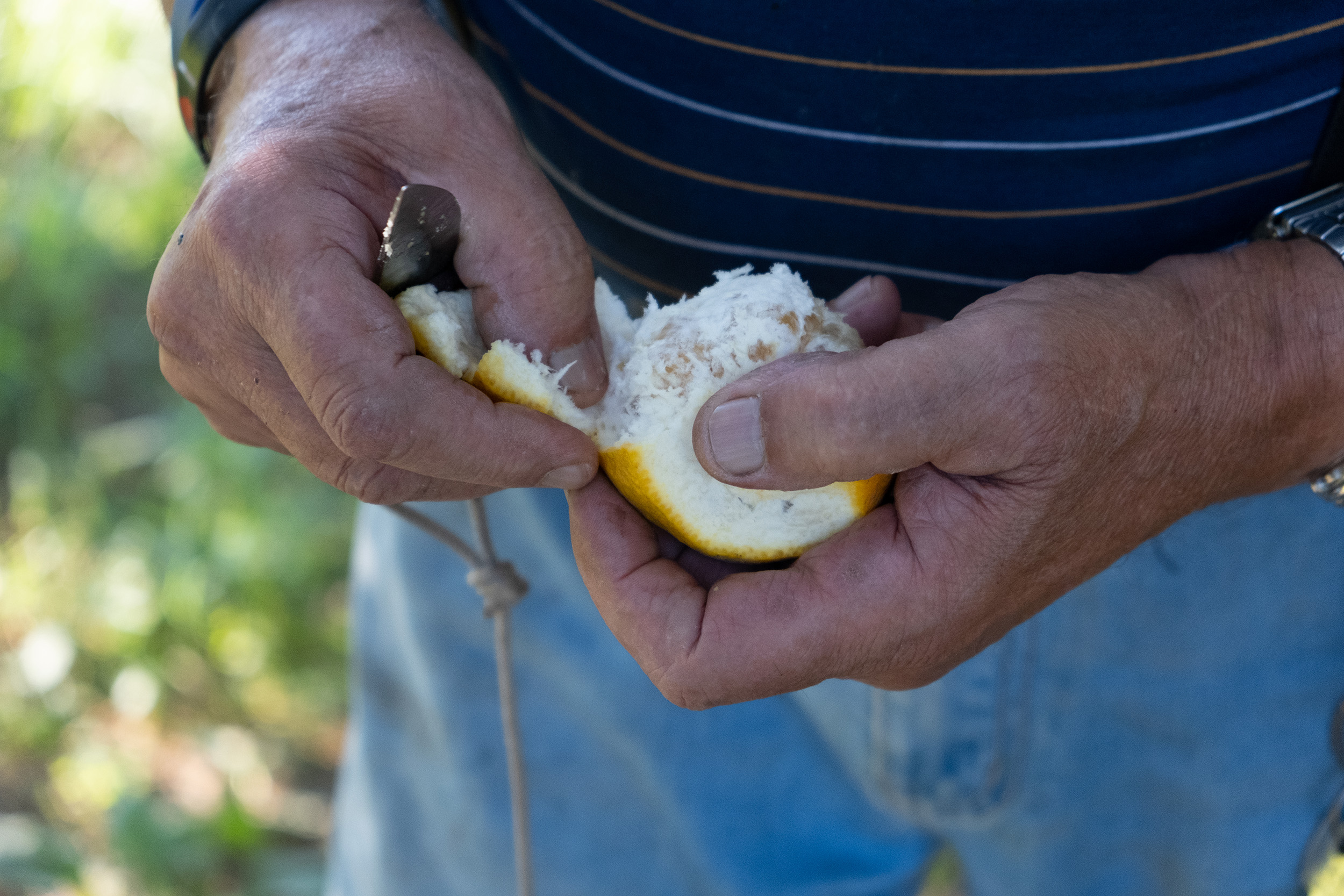 Limoneto Limone aperto.jpg