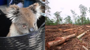 koala and deforestation