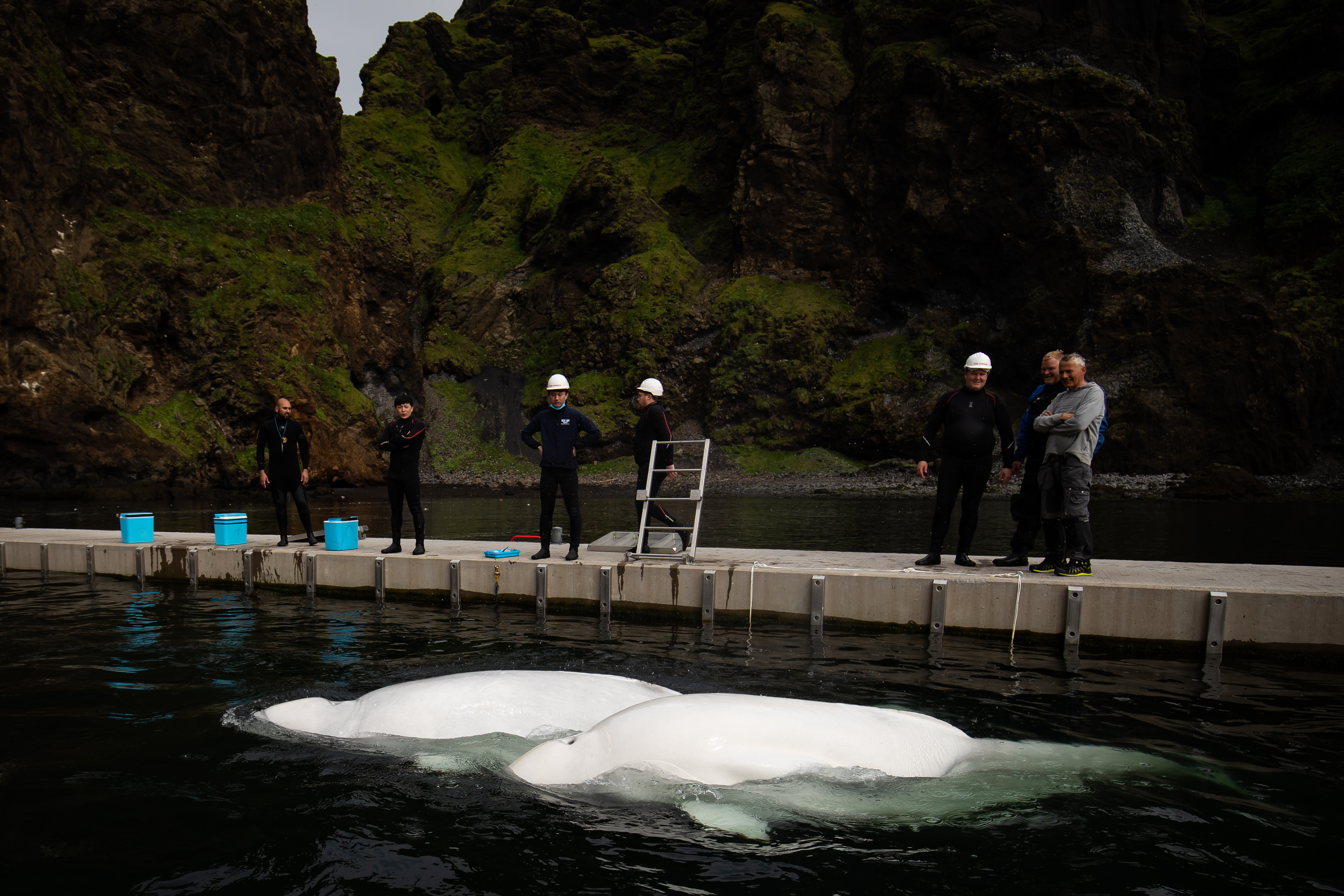 smiling-beluga-whale-rescued-captivity-china