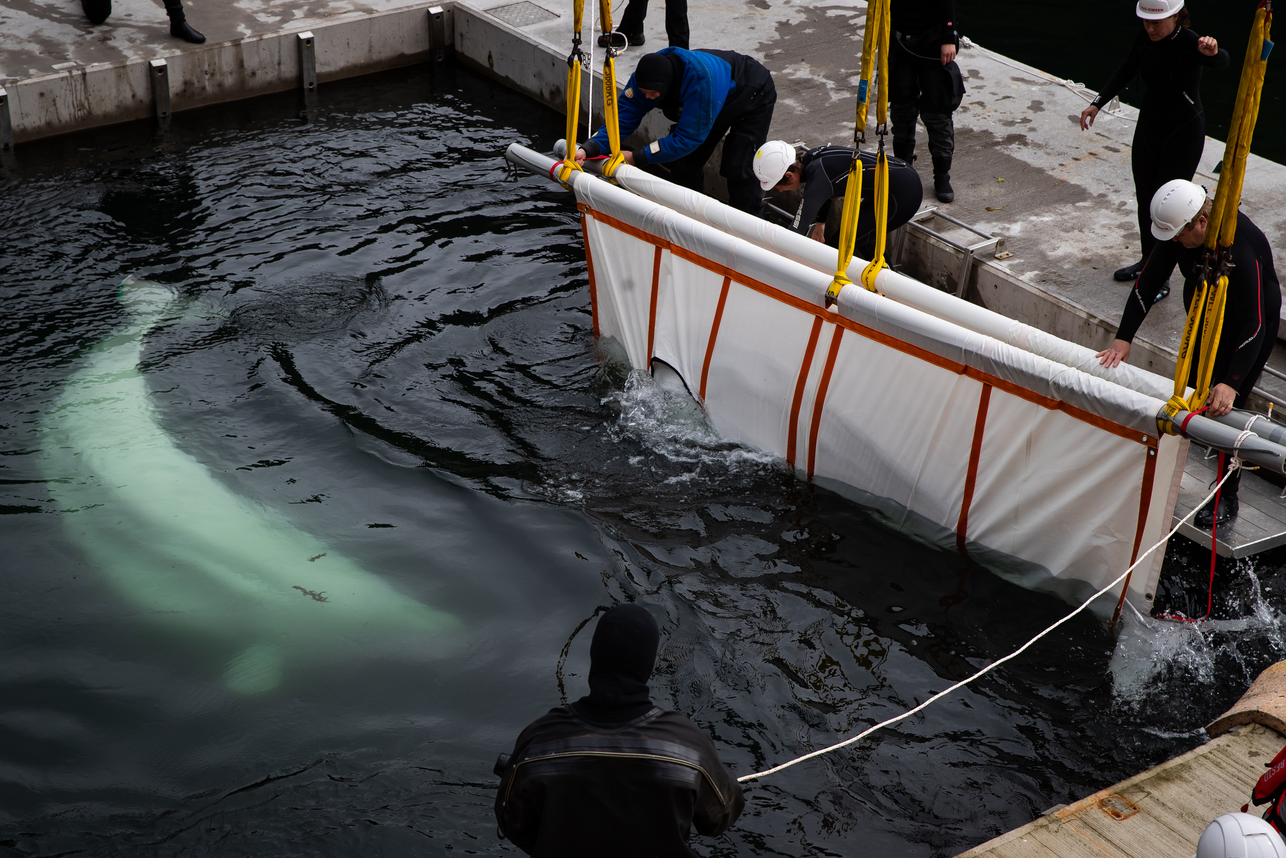 smiling-beluga-whale-rescued-captivity-china