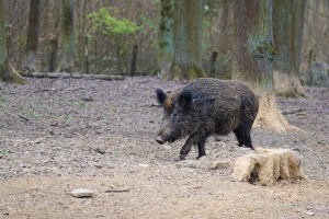 Foto Babi Hutan Viral Karena Dikejar Lelaki Nudis di Jerman